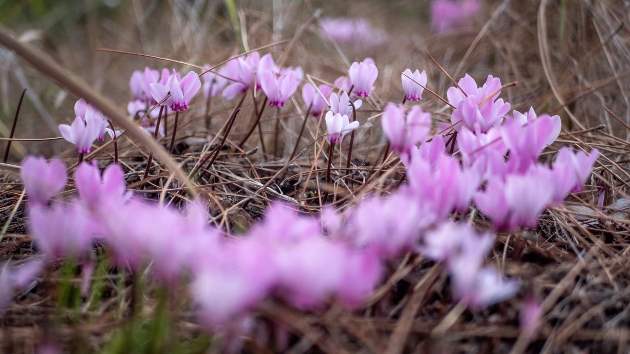 Antalya'da Yabani sıklamenler çiçek açtı
