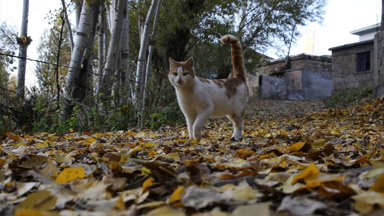 Bitlis'in doğal güzellikleri sonbahar renklerine büründü