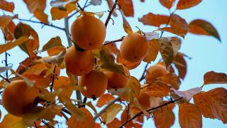 Sakaryalı kadınlar “cennet hurması” ile ev ekonomisine katkı sağlıyor