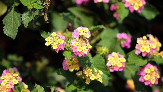 Yumurtalık Lagünü’nde renkli sonbahar