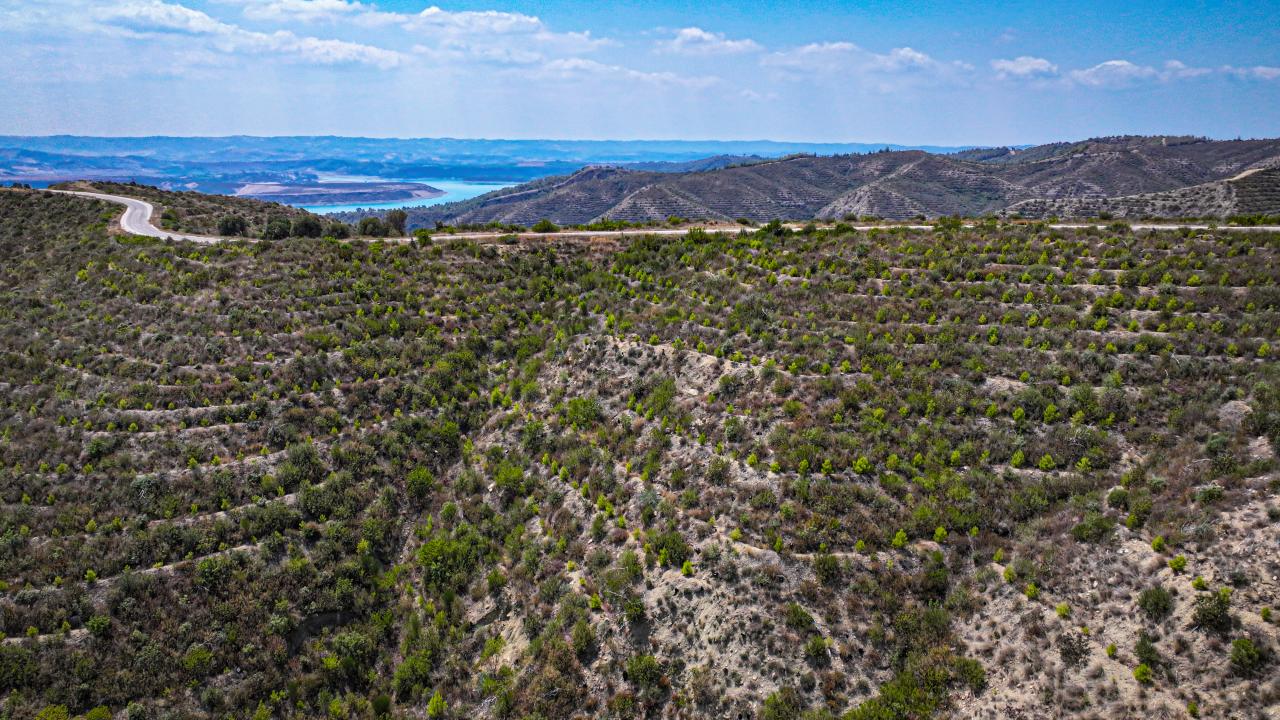 Ormanlar küllerinden doğuyor, yanan alanlar yeniden yeşeriyor