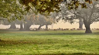 Gölyaka Kültür Park'ta sonbahar renkleriyle sis ahenk oluşturdu