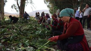 Hatay'da istilacı su sümbülleri kadınların elinde gelir kaynağına dönüşüyor