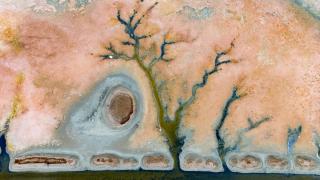 Kavuncu Kuş Cenneti’ndeki popülasyon giderek azalıyor