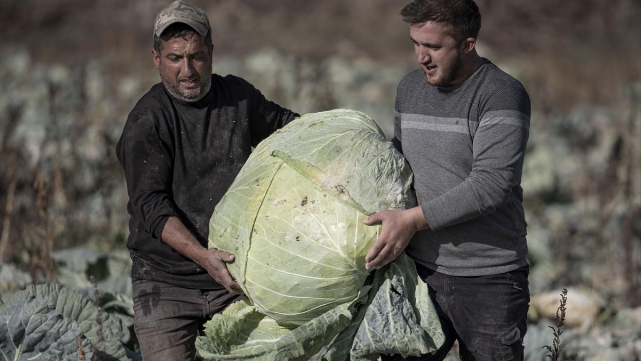 Pasinler Ovası'nda "ata tohumlarla" üretilen lahanalar üreticinin yüzünü güldürdü