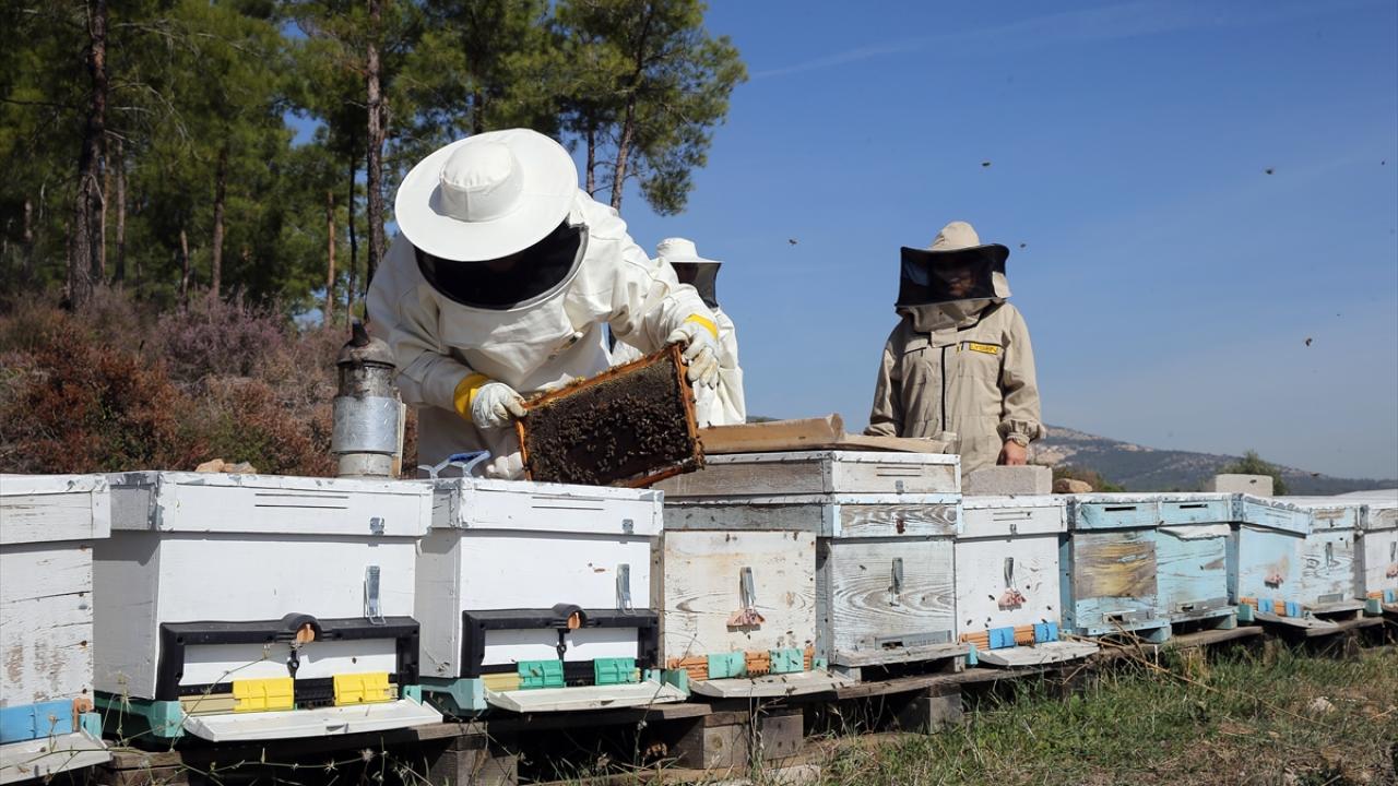 Muğla'da iklim şartlarının iyi gitmesi çam balı rekoltesini yükseltti