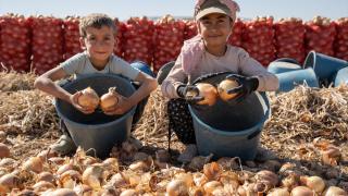 Karatay’da soğan hasadı başladı