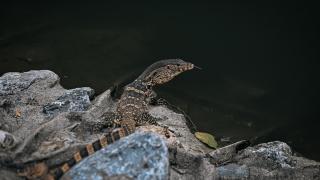 Tayland’daki "Suan Rak Parkı" doğal güzelliği ve kültürel mirasıyla öne çıkıyor