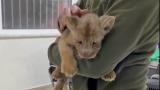İstanbul'da yavru Afrika aslanı ele geçirildi