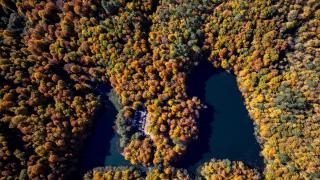Orman denizi Yedigöller'de sonbahar renkleri