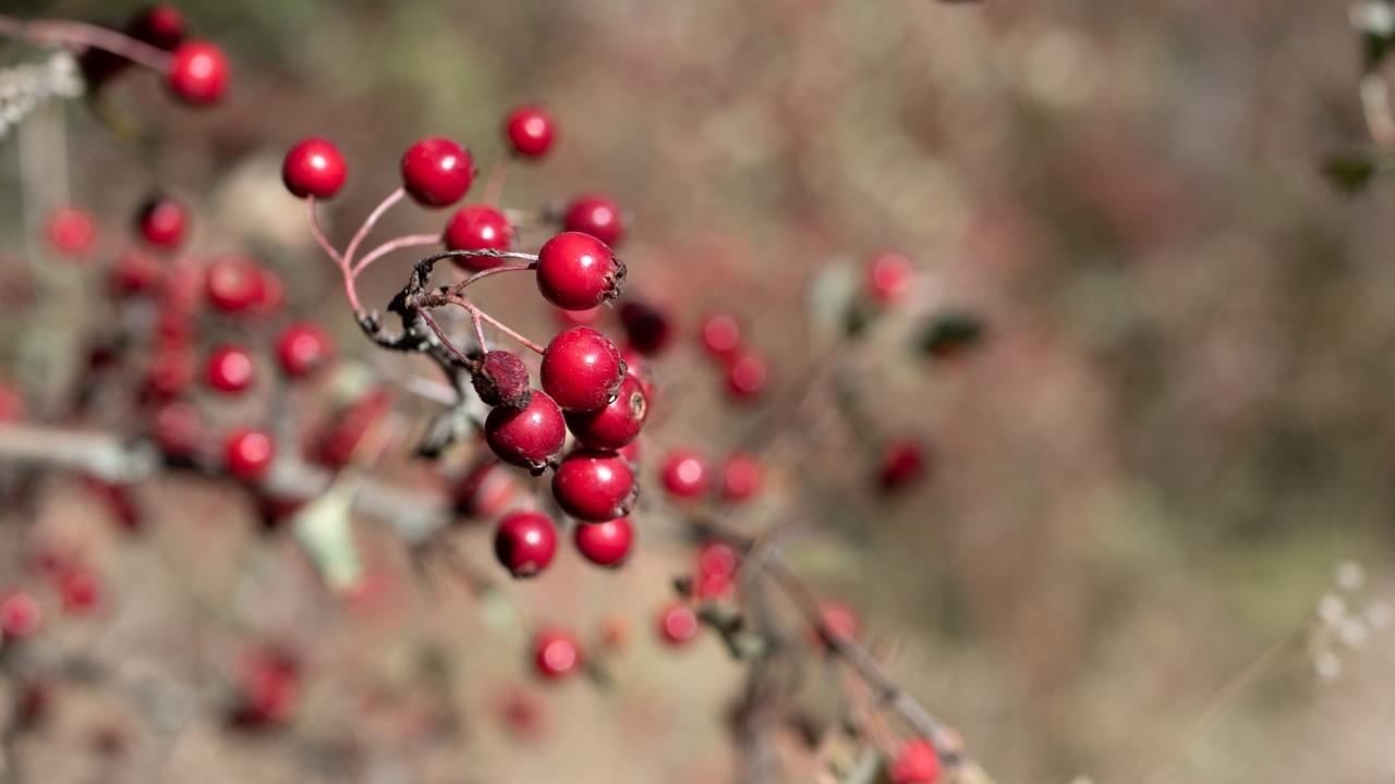 Anadolu'da yemişen zamanı