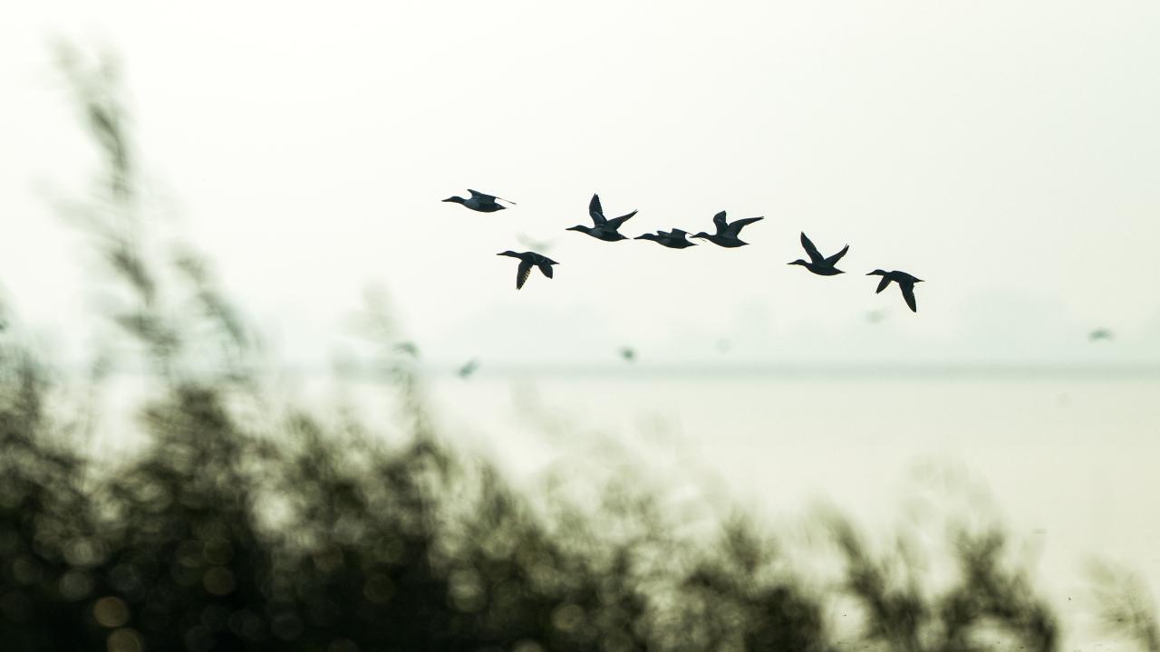 Manyas Kuş Cenneti'nde gün batımı