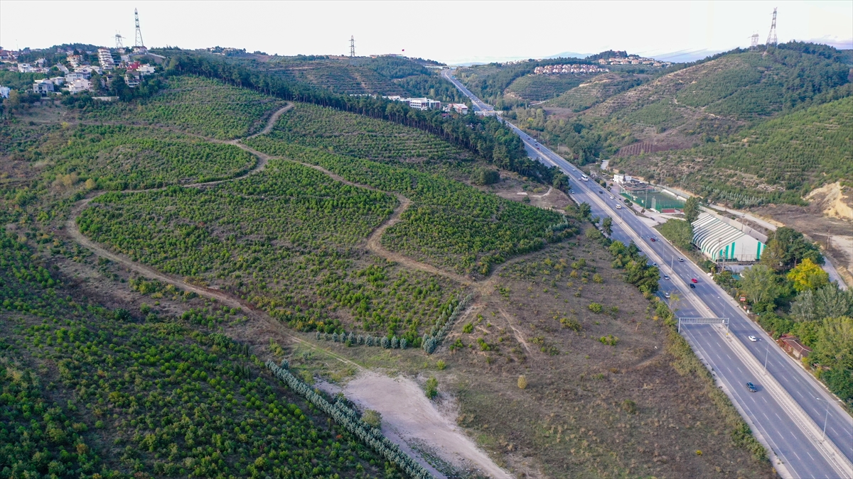  "Yeniden ormanlaşması için 10 yıl boyunca takibini yapıyoruz"
