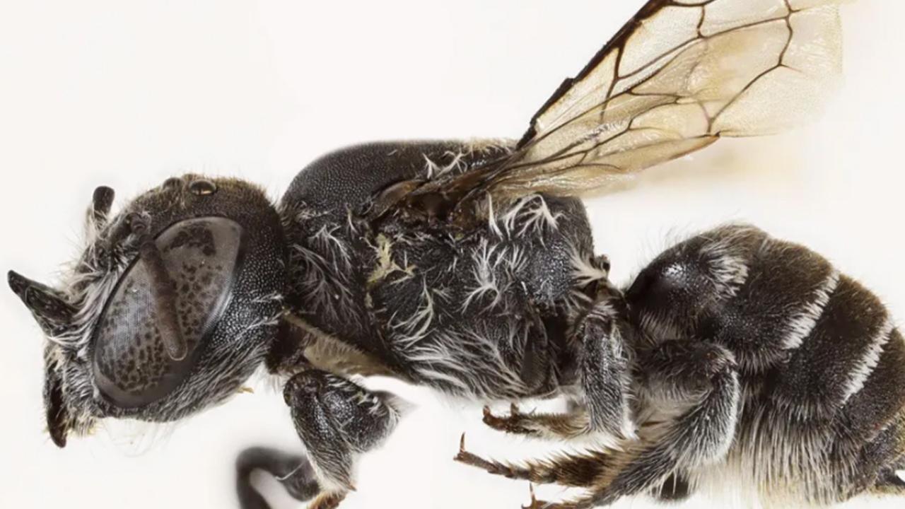 Avustralyada şeytan boynuzlu yeni arı türü keşfedildi: Lucifer