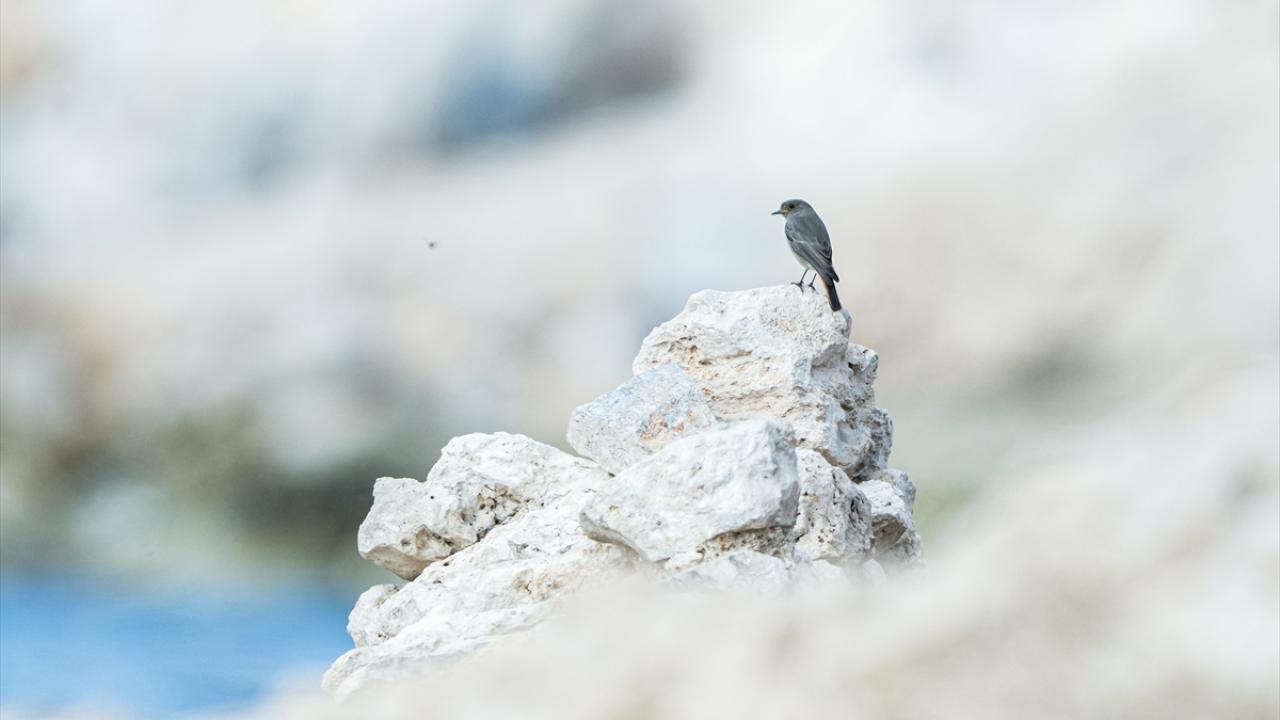 Yaban Hayatının Sığınağı: Büyük Menderes Deltası