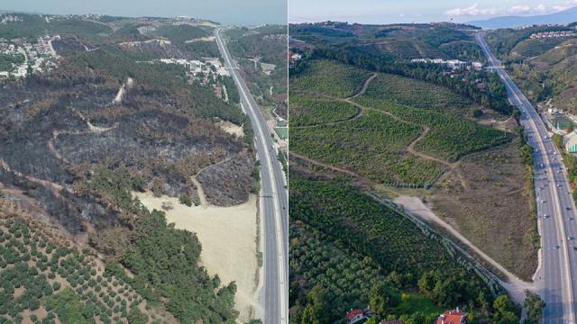 Bursa'da yıllar önce yanan ormanlık alanlar yeniden yeşeriyor