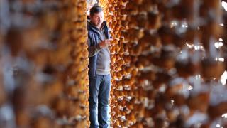 Girişimci iki komşunun kuruttuğu cennet hurması yurt içi ve dışında alıcı buluyor