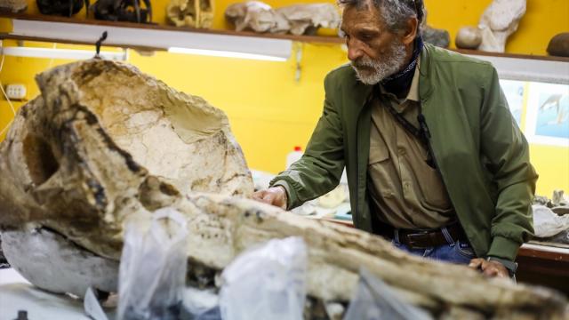 Perulu bilim insanları, 20 milyon yıllık dev deniz kuşu Pelagornis fosilini restore ediyor