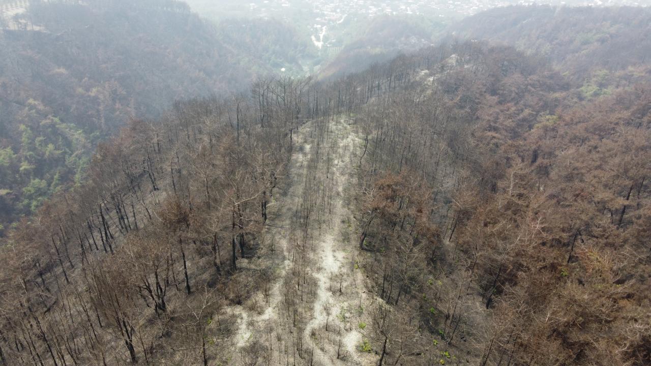Hatay'da yanan ormanlar alevlere dayanıklı fidanlarla yeşillendiriliyor