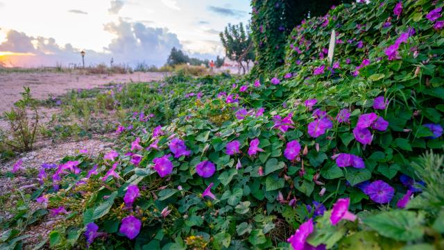 Antalya'da kahkaha çiçekleri sonbaharın son günlerine renk katıyor
