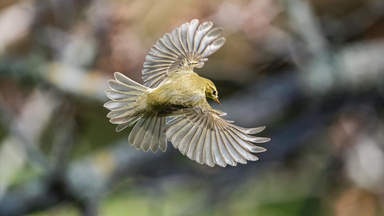 Karacabey Longoz Ormanı, göçmen kuşların uğrak noktası oldu