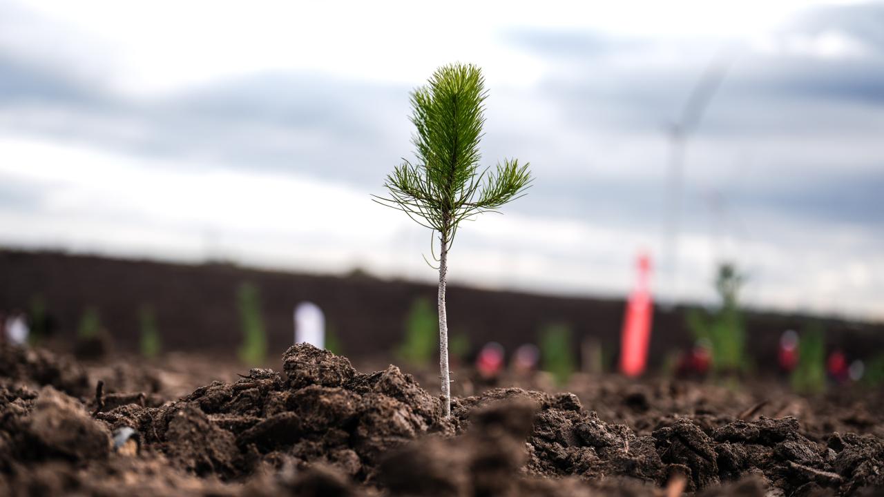 Milli Ağaçlandırma Günü'nde çifte rekor