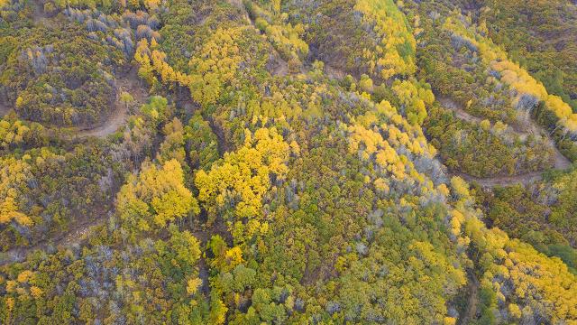 Tunceli'nin gizli cenneti: Salördek Ormanları