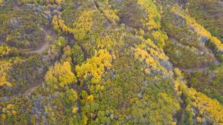 Tunceli'nin gizli cenneti: Salördek Ormanları