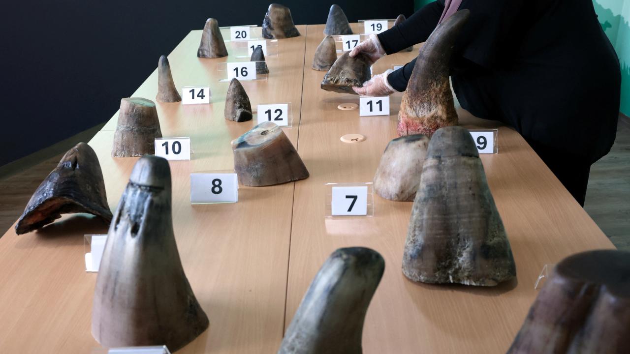 Singapur'da toplam değeri 800 bin dolardan fazla gergedan boynuzu ele geçirildi