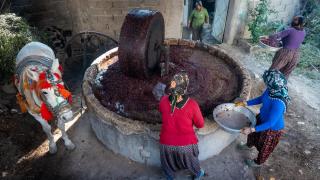 Hatay’da geleneksel “su seyti” yöntemiyle üretim devam ediyor