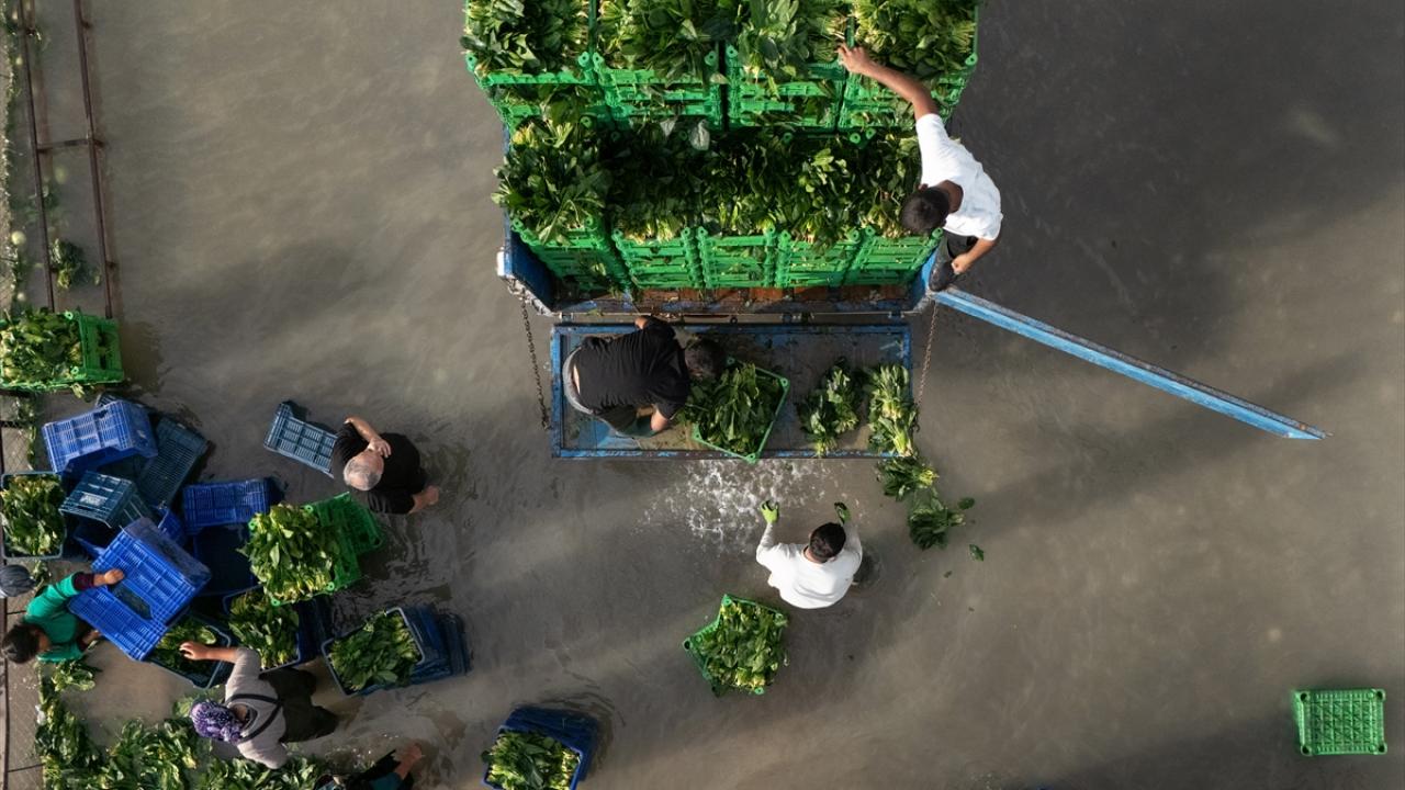 Kadirli'de hasadı yapılan ıspanakların yıkama ve temizleme süreci