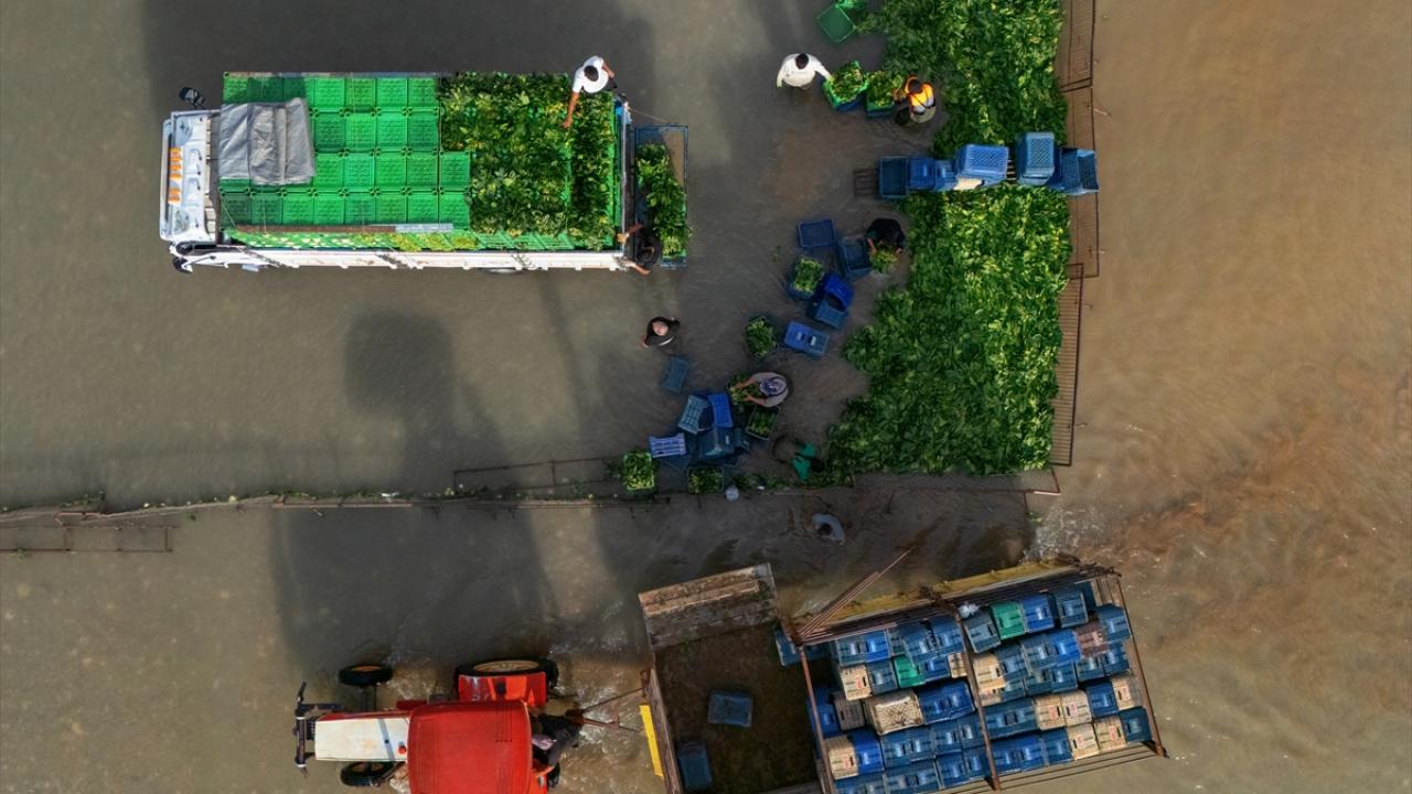 Kadirli'de hasadı yapılan ıspanakların yıkama ve temizleme süreci