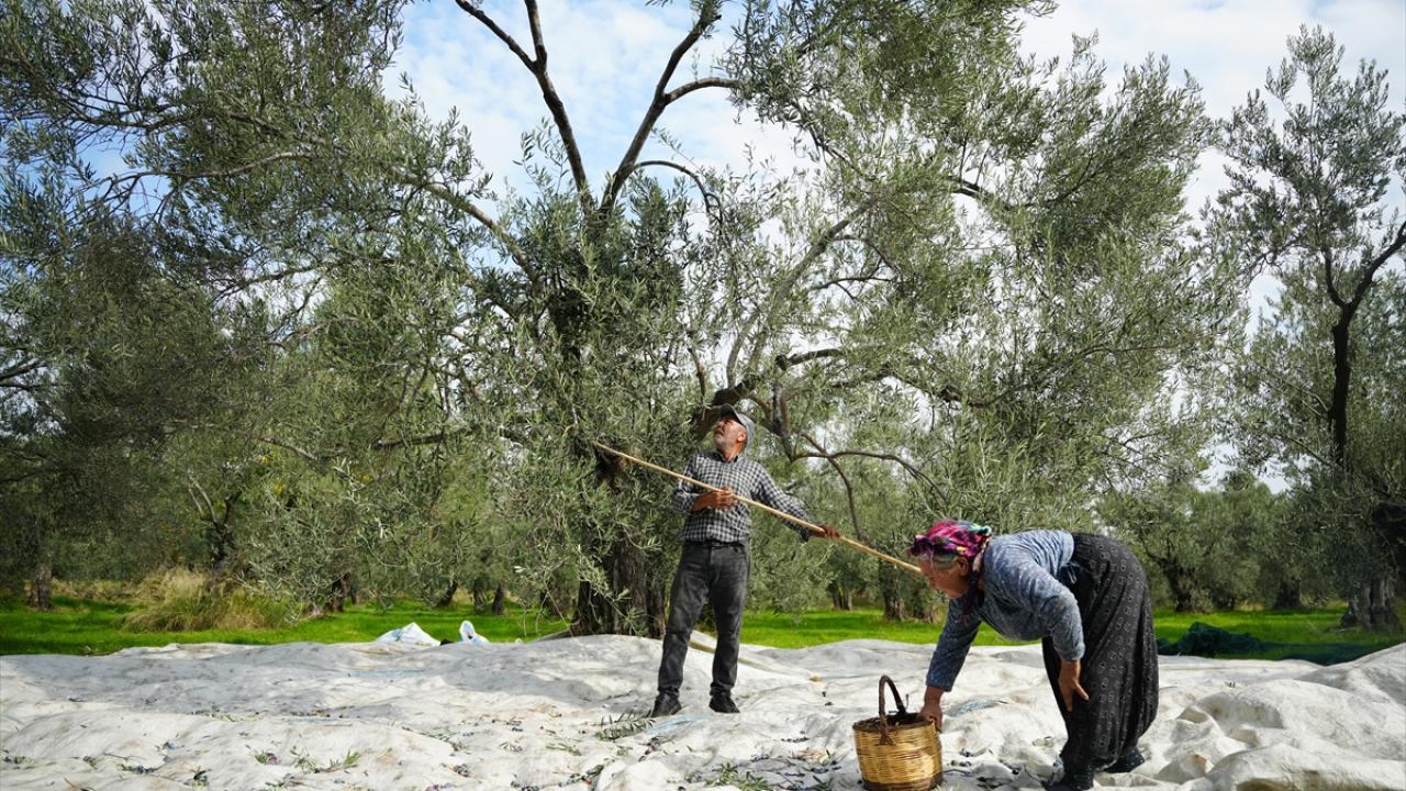 Üreticiler uygulamadan memnun