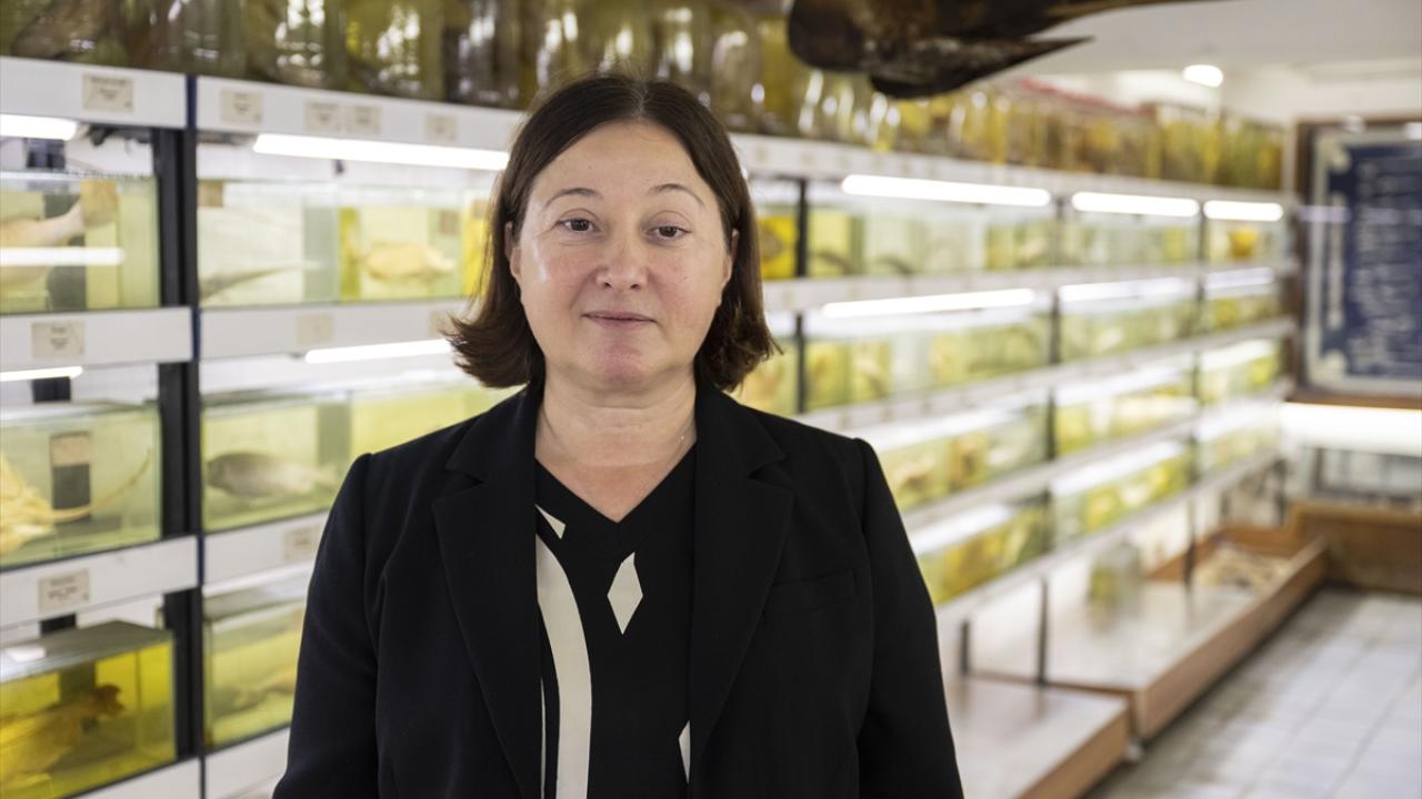 "Aşırı ve kayıt dışı avcılık kaynakları azaltıyor"