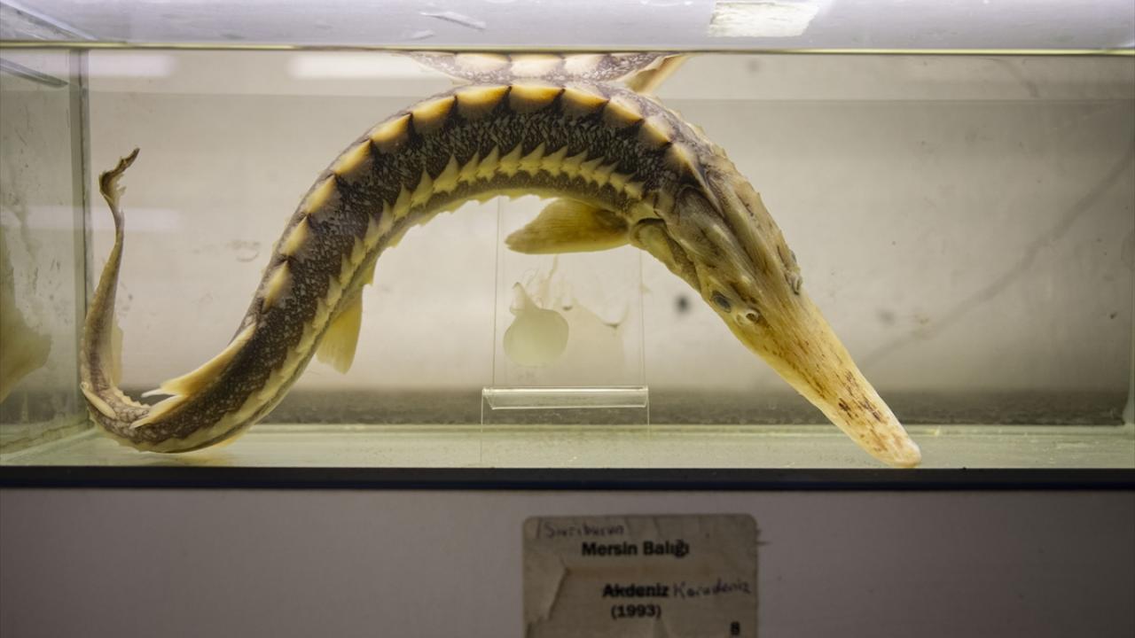 "Denetimlerin artırılması lazım"