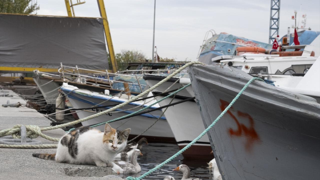 "İyi bir balıkçılık yönetimi planlamamız lazım"