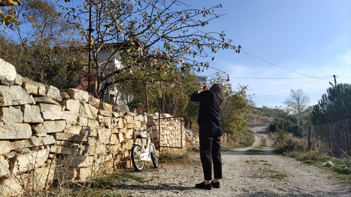 Burdur'da elma ağacı kasımda çiçek açtı