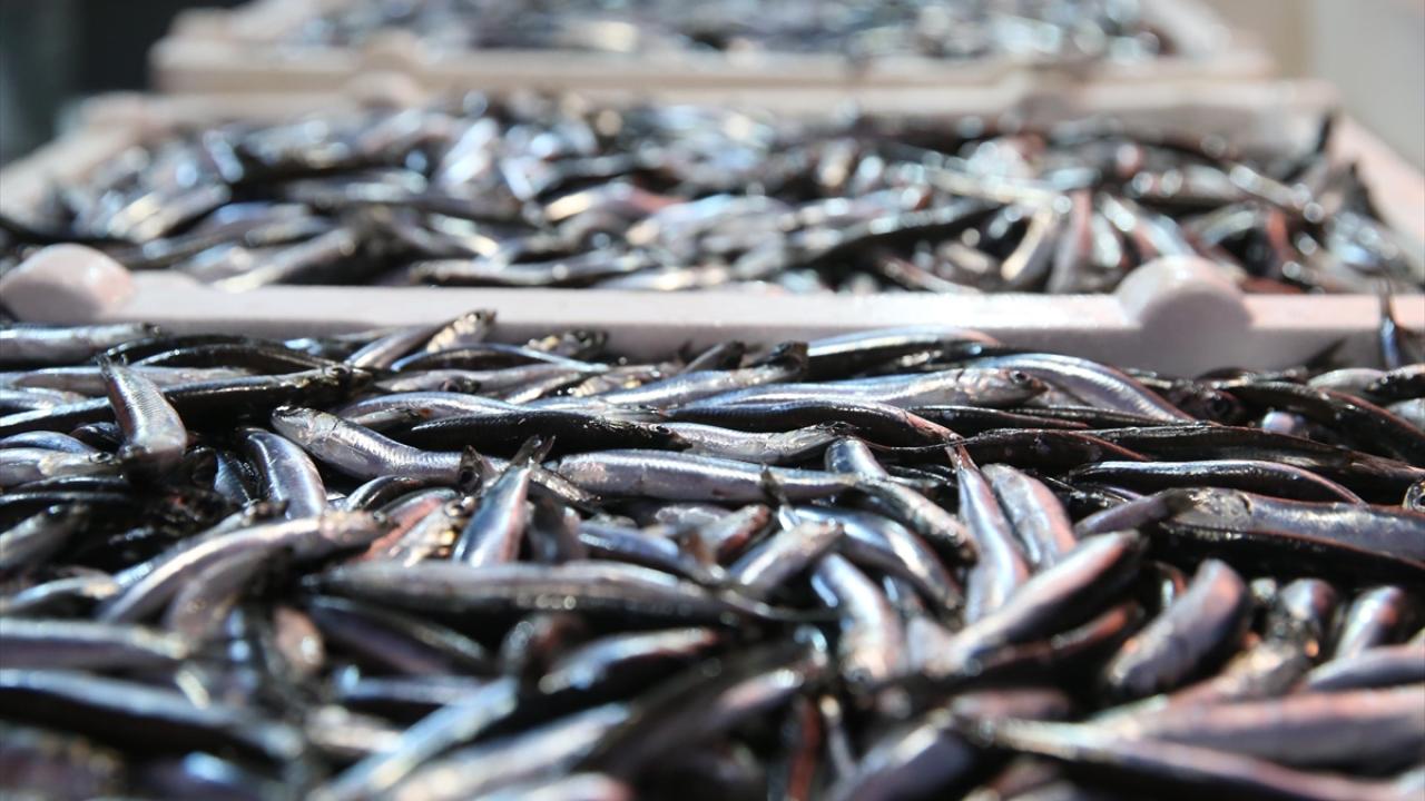 "Küçük boyuttaki hamsi ile kesinlikle karşılaşmıyoruz"