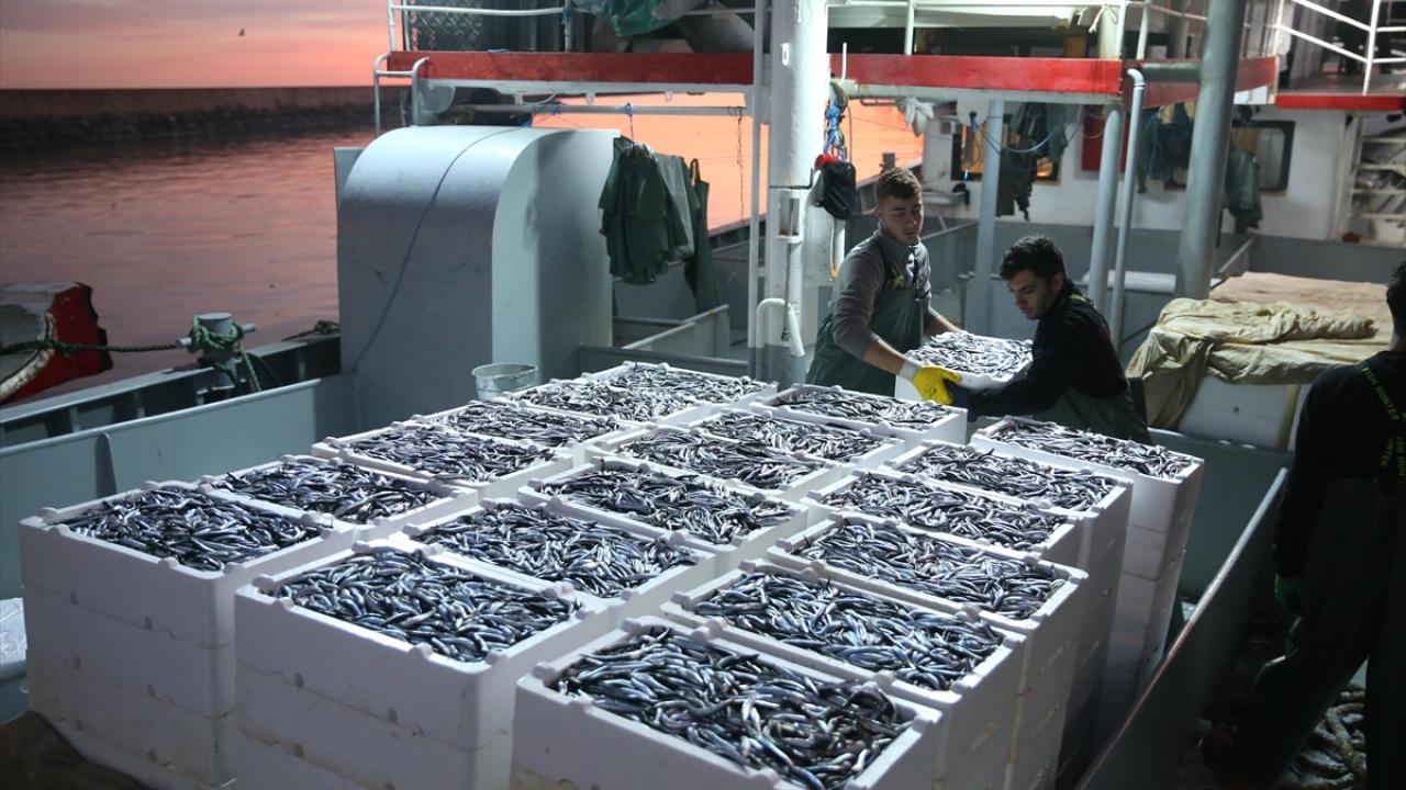 Doğu Karadeniz'de hamsi büyüklüğü ve bolluğuyla yüzleri güldürüyor