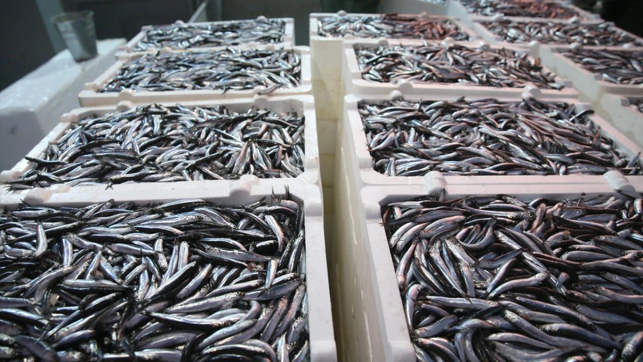 "Bence son 4 yılın en bol hamsi sezonu"