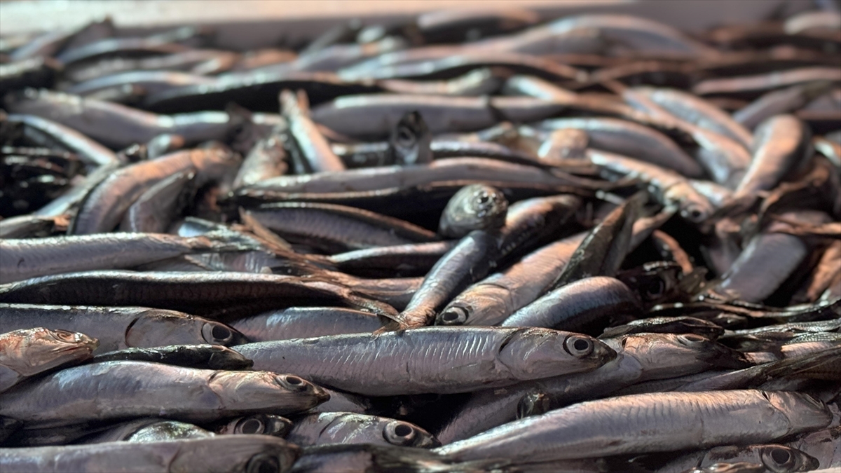 Artvin`de bir günde 540 ton hamsi avlandı