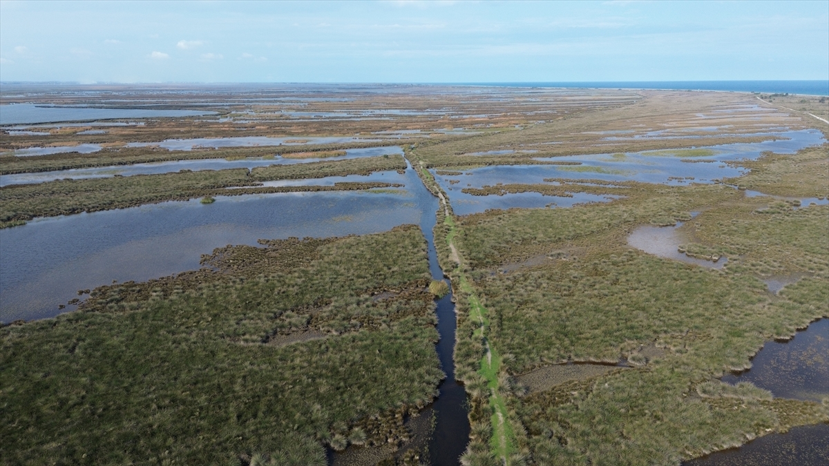 Samsun Kızılırmak Deltası'nda suları çekilen göller sonbahar yağışlarıyla canlandı