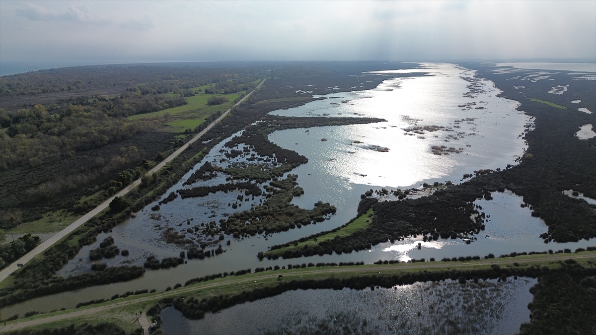 Samsun Kızılırmak Deltası'nda suları çekilen göller sonbahar yağışlarıyla canlandı