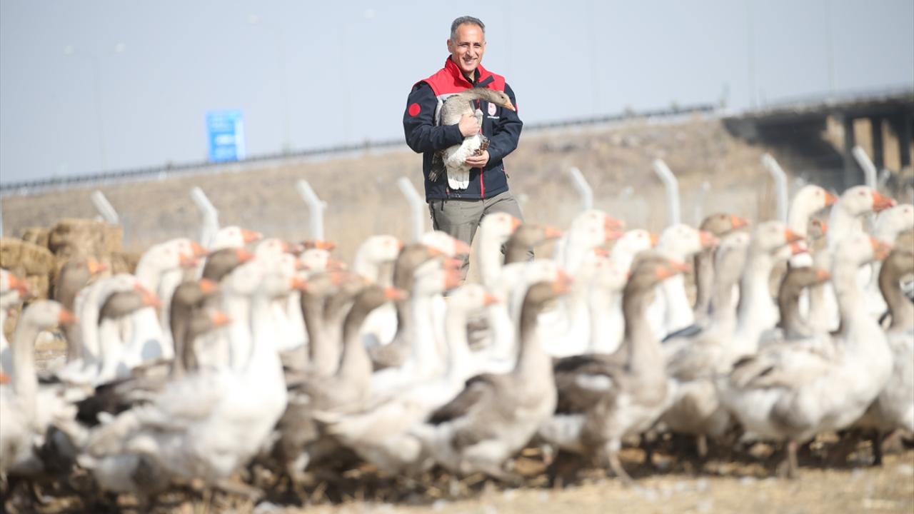 "Kar yağınca kesip temizliyoruz daha sonra yıkayıp tuzluyoruz"