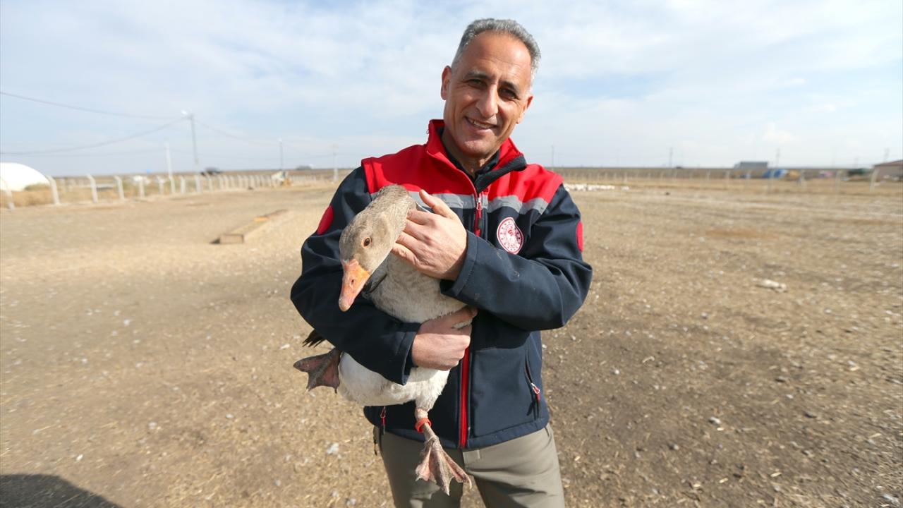 "Duman ırkımızı yeniden Kars bölgesine kazandırmış olacağız"