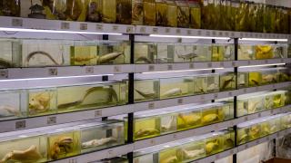 Denizlerde yaşayan balık türlerindeki azalma alarm veriyor