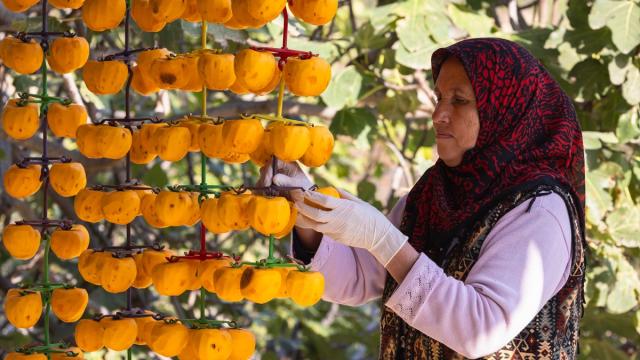 Kozan’da “Sarı Altın” cennet hurması hasadı başladı