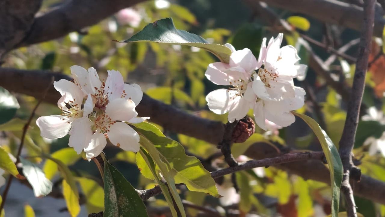 Burdur'da elma ağacı kasımda çiçek açtı