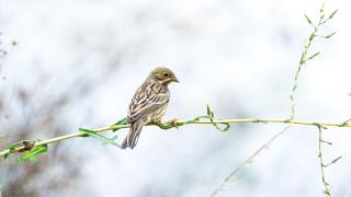Göçmen kuşlar, Rize kıyılarını "Sığınak" olarak kullanıyor