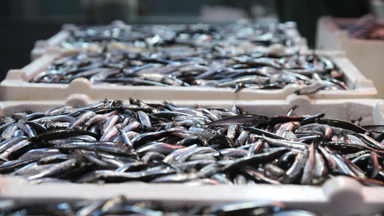 Doğu Karadeniz'de hamsi büyüklüğü ve bolluğuyla yüzleri güldürüyor